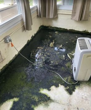 Mold Removal in Mount Laurel, NJ (2)